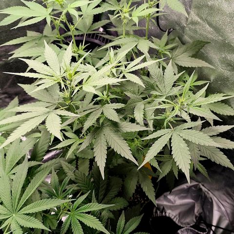 Tropicana Cookies Auto growlog timeline photo