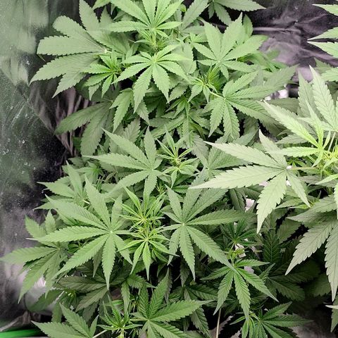 Tropicana Cookies Auto growlog timeline photo