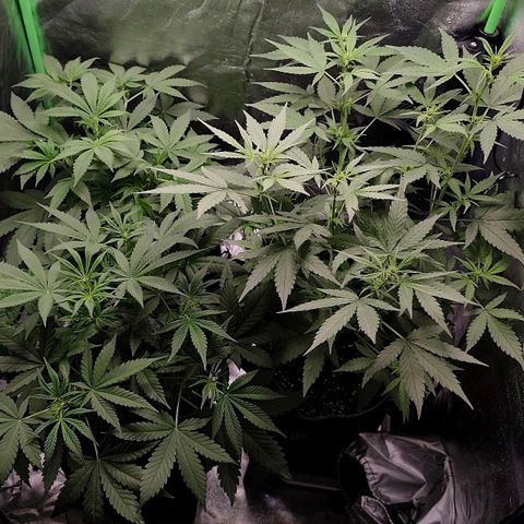 Tropicana Cookies Auto growlog timeline photo