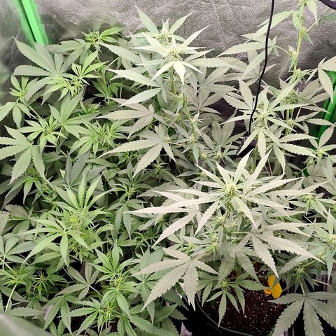 Tropicana Cookies Auto growlog timeline photo