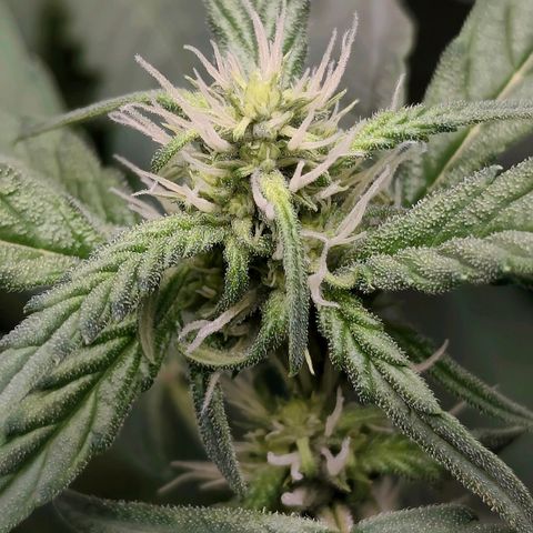 Tropicana Cookies Auto growlog timeline photo