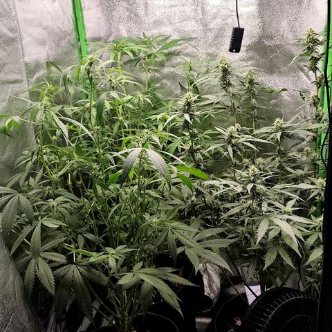 Tropicana Cookies Auto growlog timeline photo