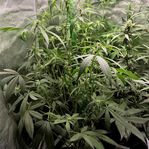 Tropicana Cookies Auto growlog timeline photo
