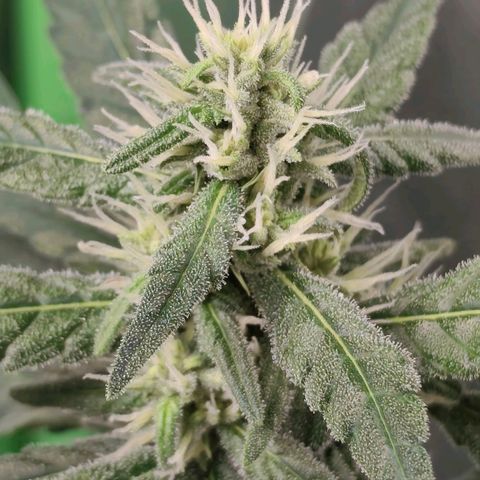 Tropicana Cookies Auto growlog timeline photo
