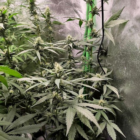 Tropicana Cookies Auto growlog timeline photo