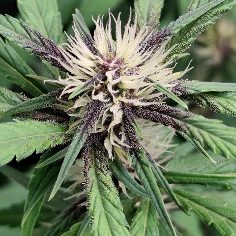 Tropicana Cookies Auto growlog photo: Zwei von Drei Ladys färben sich Langsam Lila 