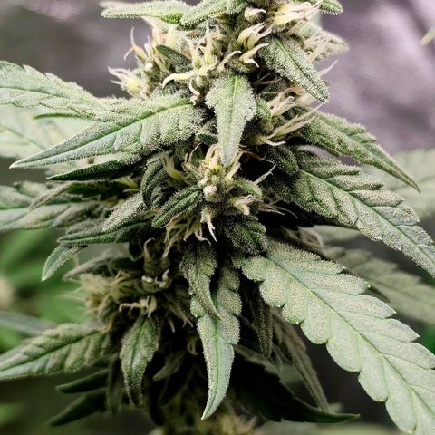 Tropicana Cookies Auto growlog timeline photo