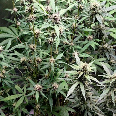 Tropicana Cookies Auto growlog timeline photo
