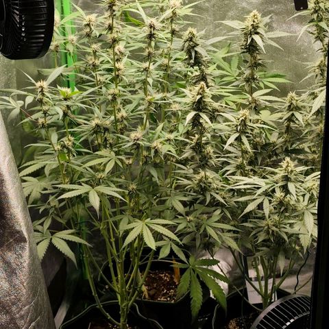 Tropicana Cookies Auto growlog timeline photo