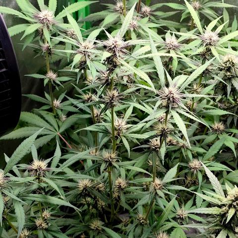 Tropicana Cookies Auto growlog timeline photo