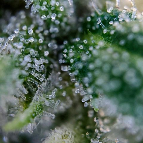 Tropicana Cookies Auto growlog timeline photo