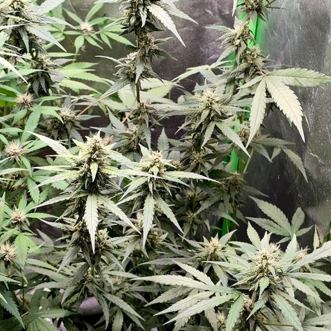 Tropicana Cookies Auto growlog timeline photo