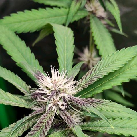 Tropicana Cookies Auto growlog timeline photo
