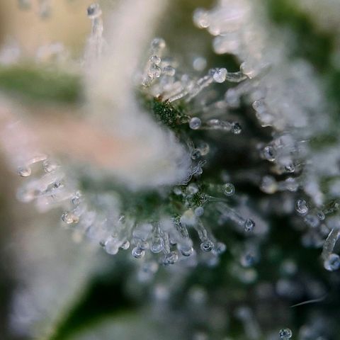 Tropicana Cookies Auto growlog timeline photo