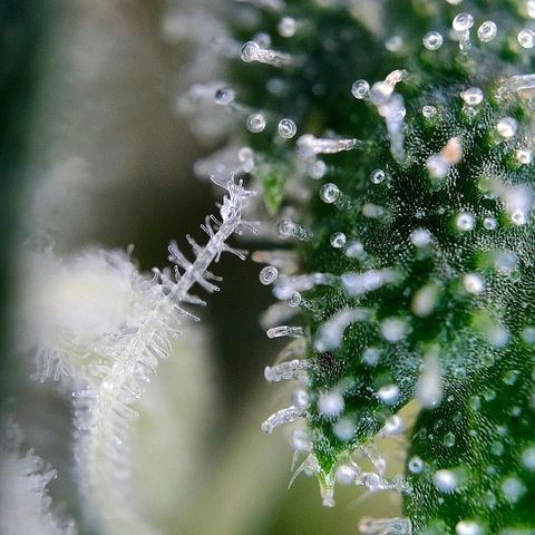 Tropicana Cookies Auto growlog timeline photo