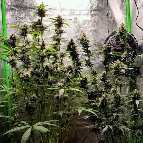 Tropicana Cookies Auto growlog timeline photo