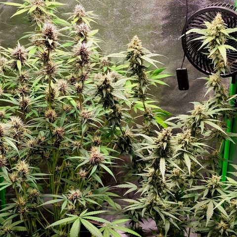 Tropicana Cookies Auto growlog timeline photo