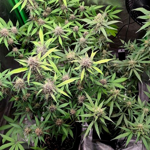 Tropicana Cookies Auto growlog timeline photo