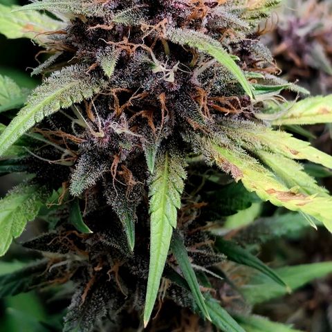 Tropicana Cookies Auto growlog timeline photo