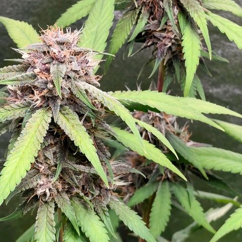 Tropicana Cookies Auto growlog timeline photo