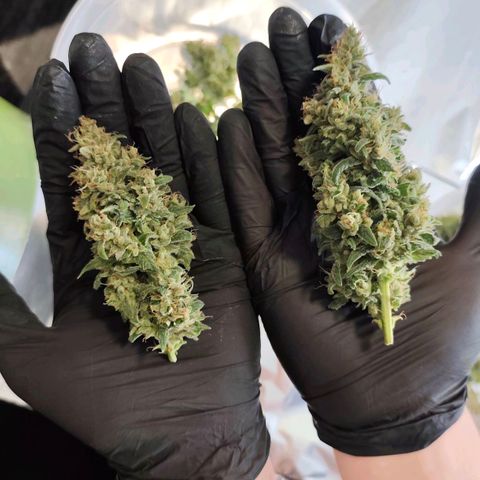 Tropicana Cookies Auto growlog timeline photo