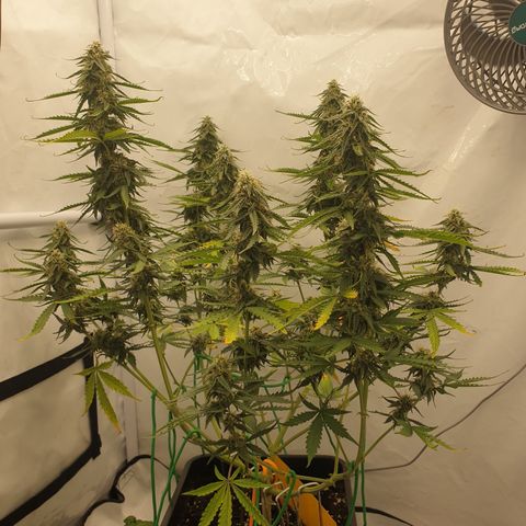 Zkittlez Auto growlog timeline photo