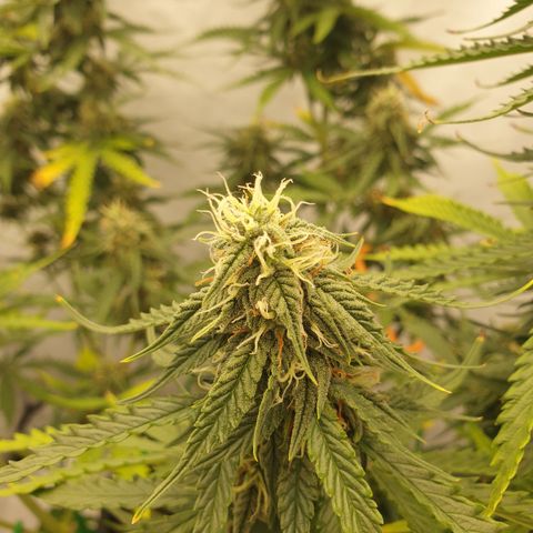 Zkittlez Auto growlog timeline photo