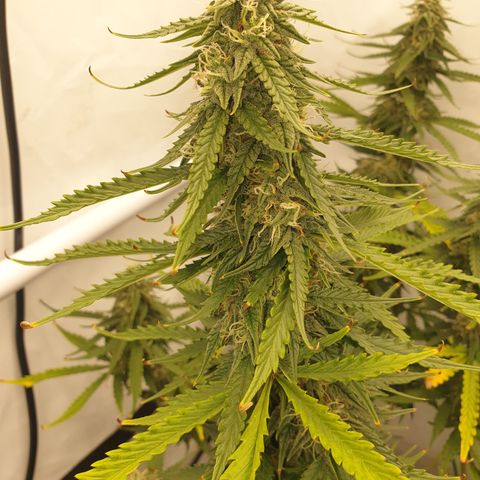 Zkittlez Auto growlog timeline photo