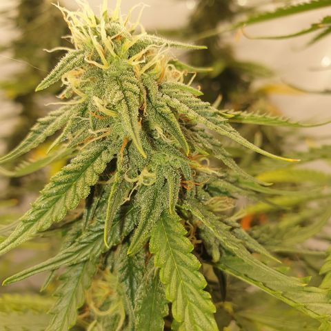 Zkittlez Auto growlog timeline photo