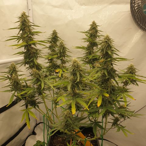 Zkittlez Auto growlog timeline photo