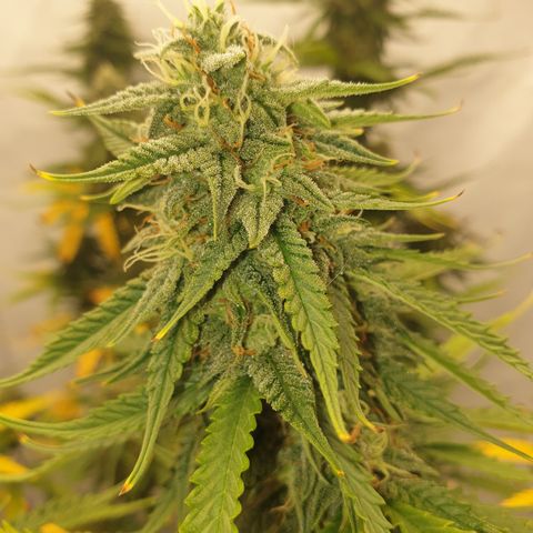Zkittlez Auto growlog timeline photo