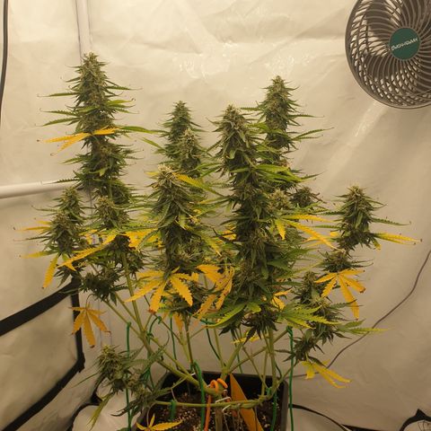 Zkittlez Auto growlog timeline photo