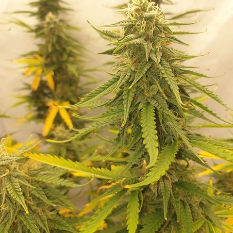 Zkittlez Auto growlog timeline photo