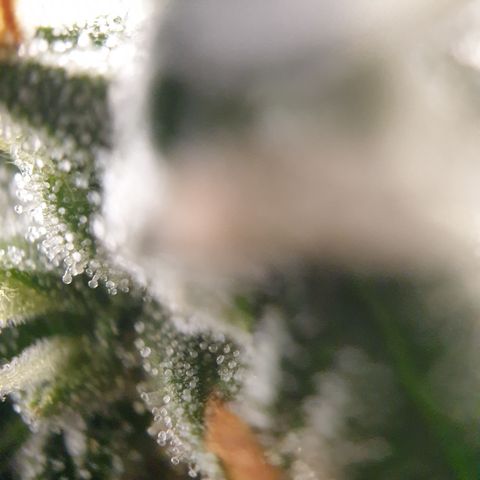 Zkittlez Auto growlog timeline photo