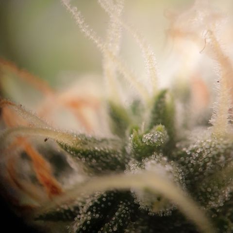 Zkittlez Auto growlog timeline photo
