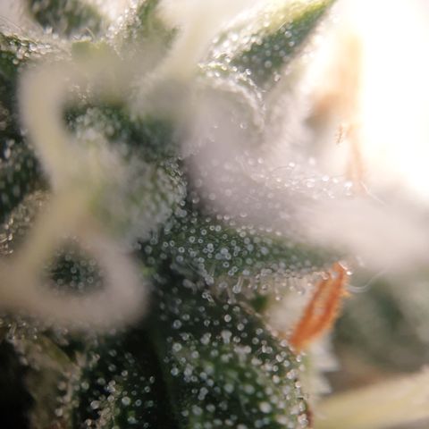 Zkittlez Auto growlog timeline photo