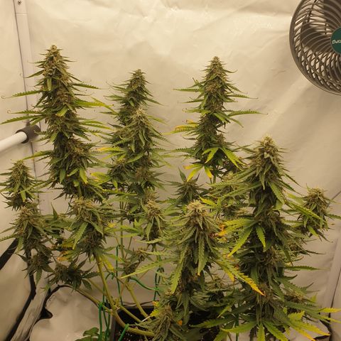 Zkittlez Auto growlog timeline photo
