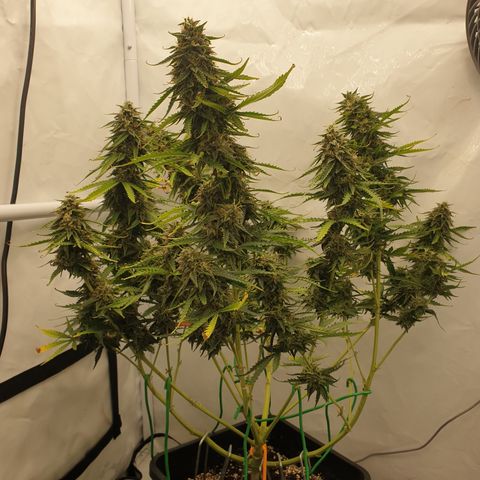 Zkittlez Auto growlog timeline photo