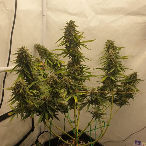 Zkittlez Auto growlog timeline photo