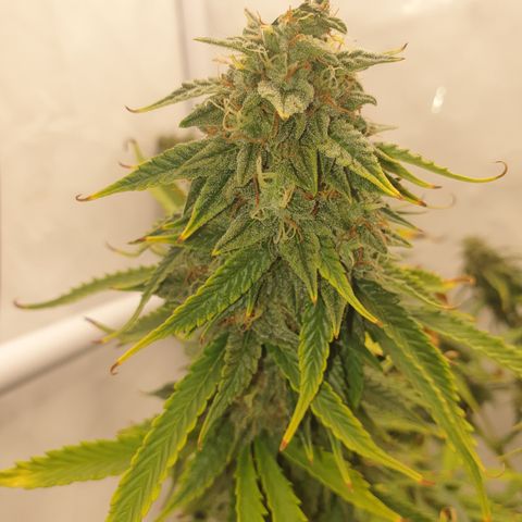 Zkittlez Auto growlog timeline photo