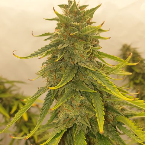 Zkittlez Auto growlog timeline photo