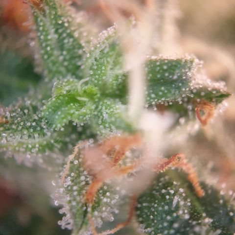 Zkittlez Auto growlog timeline photo