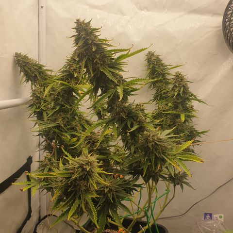 Zkittlez Auto growlog timeline photo