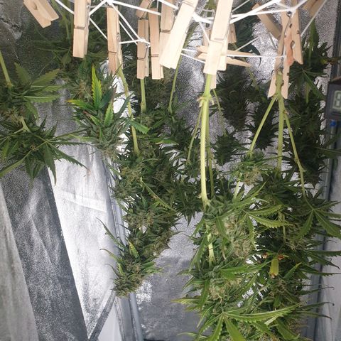 Zkittlez Auto growlog timeline photo