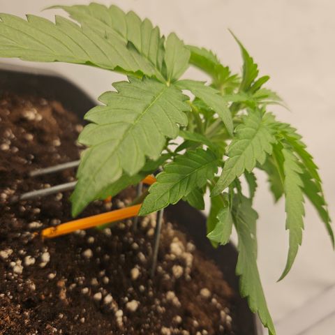 Wedding Cake Auto Barney's Farm growlog timeline photo