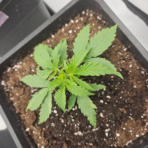 Wedding Cake Auto Zamnesia growlog timeline photo