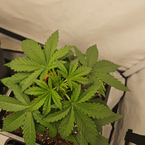 Wedding Cake Auto Barney's Farm growlog timeline photo