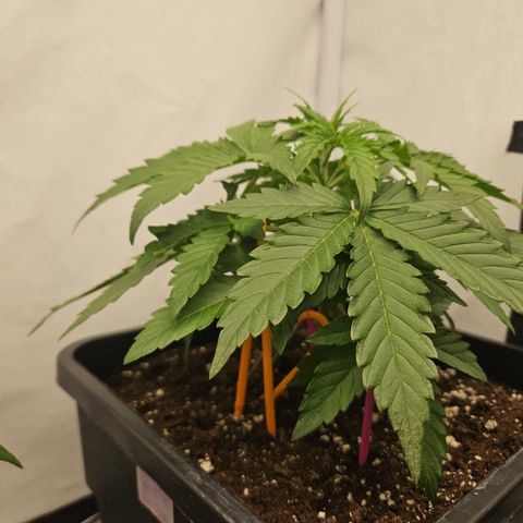 Wedding Cake Auto Barney's Farm growlog timeline photo