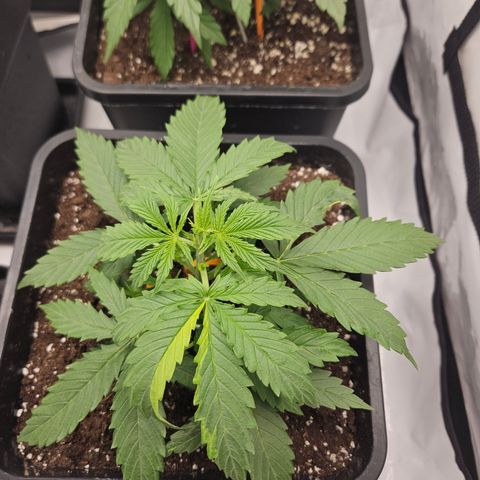 Wedding Cake Auto Zamnesia growlog timeline photo