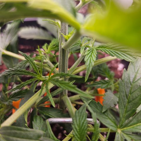 Wedding Cake Auto Zamnesia growlog timeline photo